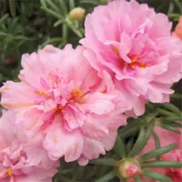 [TY2 Seeds] 21968 Зерно мягкого порошкового подсолнечного цвета+удобрения