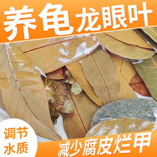 乌龟专用龙眼叶干净大片养好水