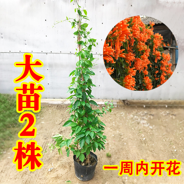 炮仗花苗爬藤植物垂吊凌霄花四季攀爬  牵藤爬墙庭院鞭炮花阳台
