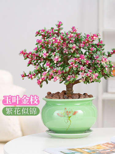 金枝玉叶盆栽多肉植物老桩雅乐之舞办公室阳台窗台耐旱好养绿植