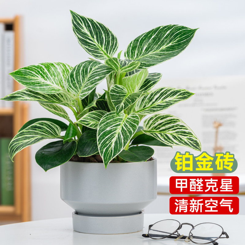 铂金砖办公室内净化空气客厅吸甲醛防辐射花卉绿萝箩招财盆栽植物
