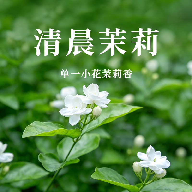 单一茉莉淡雅清香通勤平价
