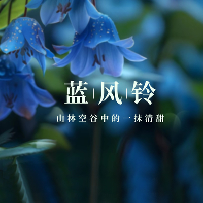 蓝风铃鼠尾草与海盐乌木佛手柑黑雪松与杜松衣物淡香氛香水平替