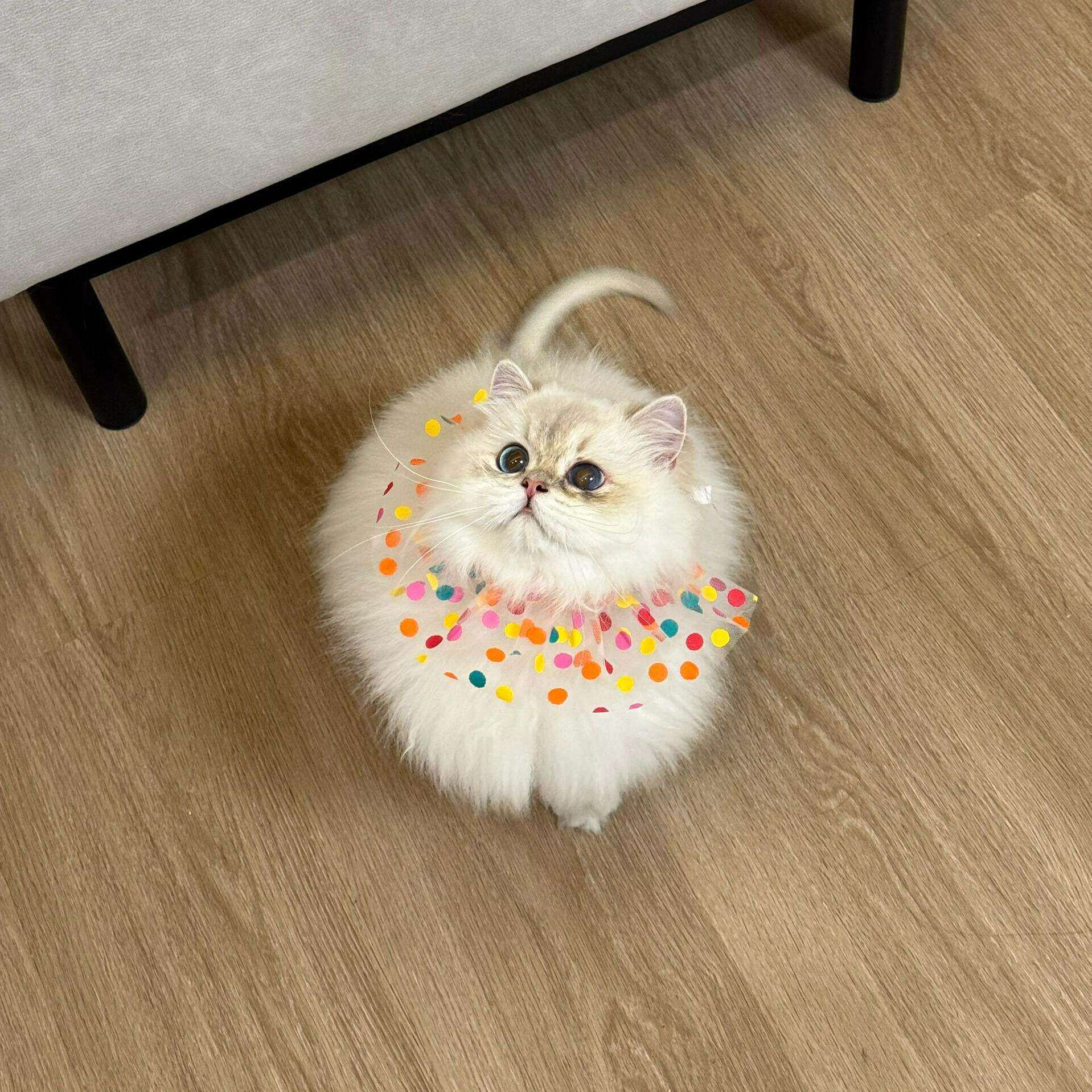 猫咪围兜宠物围巾彩色波点口水巾配饰项圈宠物装饰用品生日装扮