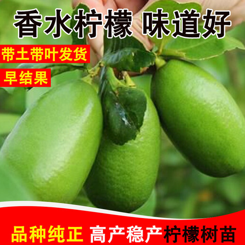 正宗香水柠檬奶茶店专用嫁接果苗