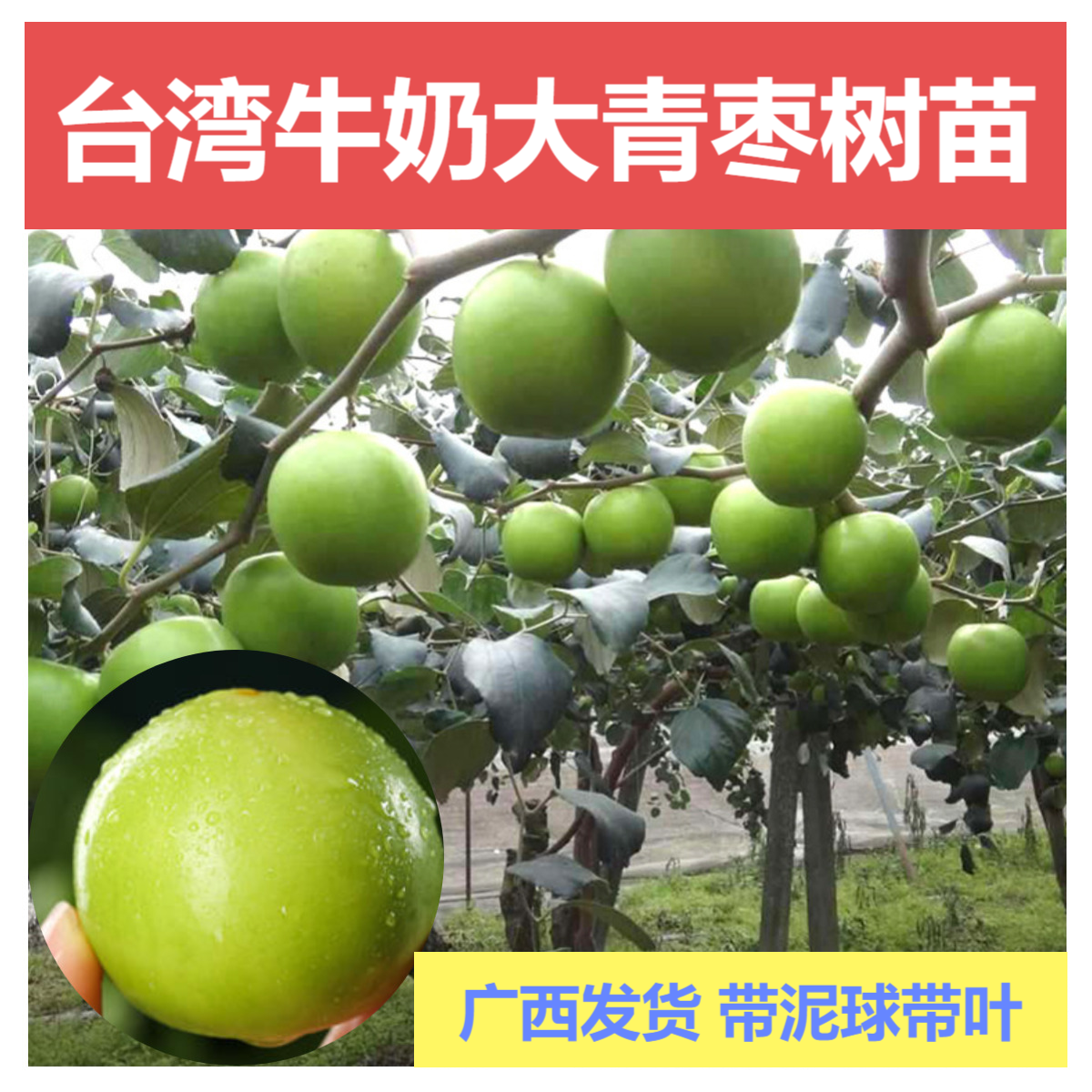台湾大青枣树苗牛奶枣苹果枣蜜丝枣嫁接果树当年结果南北种植果苗