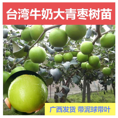 台湾大青枣当年结果嫁接苗高产苗