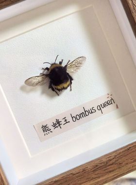 ins风高颜值熊蜂蝴蝶标本中空相框生日礼物送女友手工创意摆件