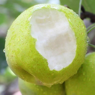 翠冠梨砀山正宗皇青皮梨孕妇水果梨新鲜梨子应季水果薄酥梨