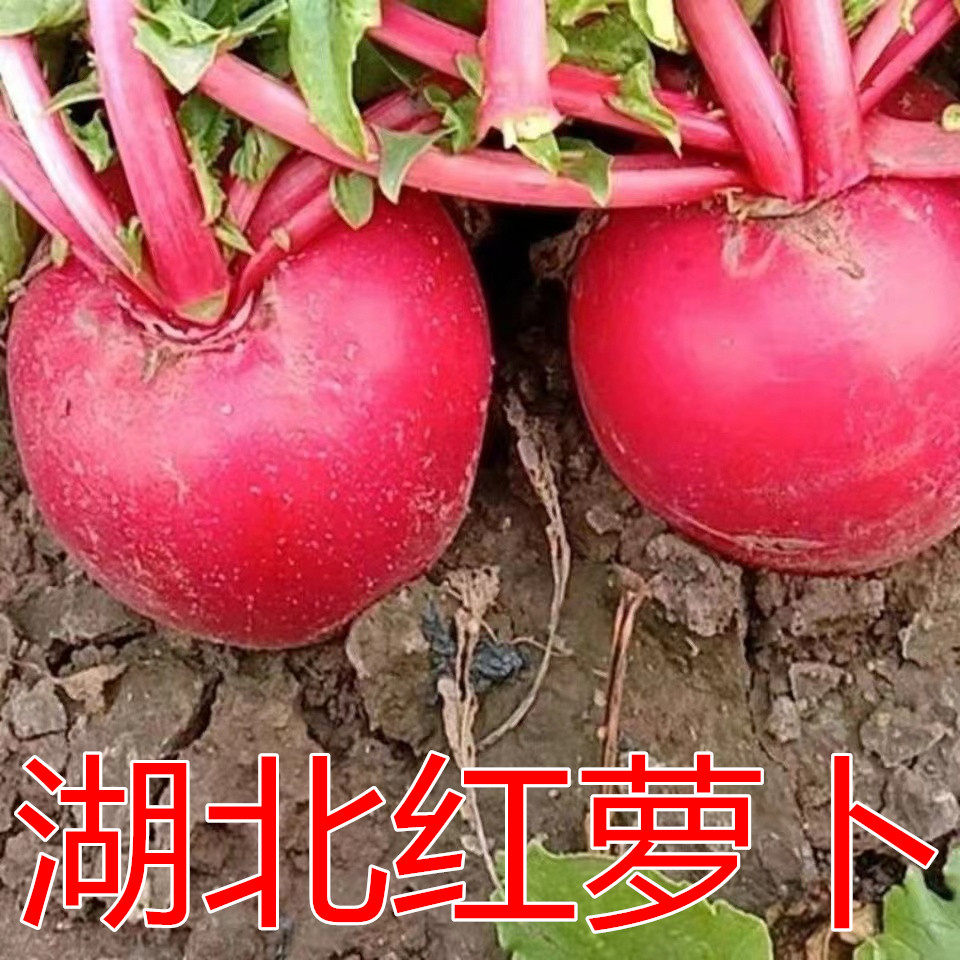 红萝卜湖北新鲜孝感应季蔬菜农家萝卜/胡萝卜
