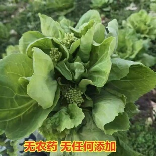菜苔菜心湖北新鲜白菜苔大白菜苔农家嫩菜打霜霜冻蔬菜小白菜