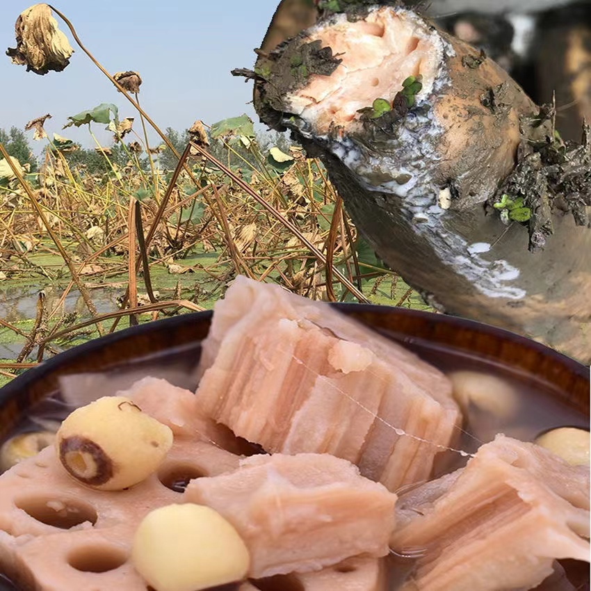 粉藕湖北糯米藕莲藕新鲜中段野生莲藕煲汤粉糯香甜特产5斤包邮