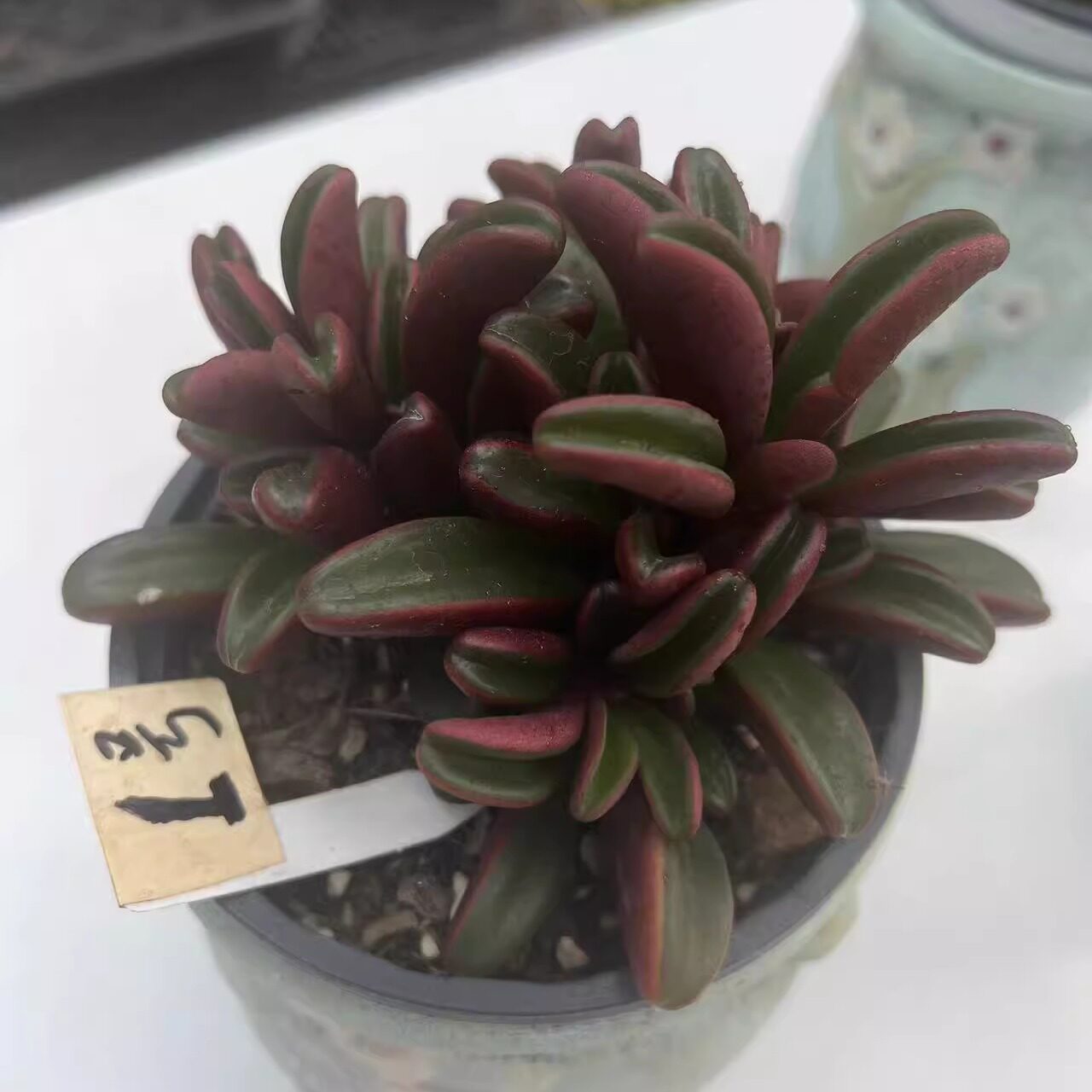 红背椒草 精品多肉植物一物一拍 阳台办公室防辐射绿植盆栽好养活
