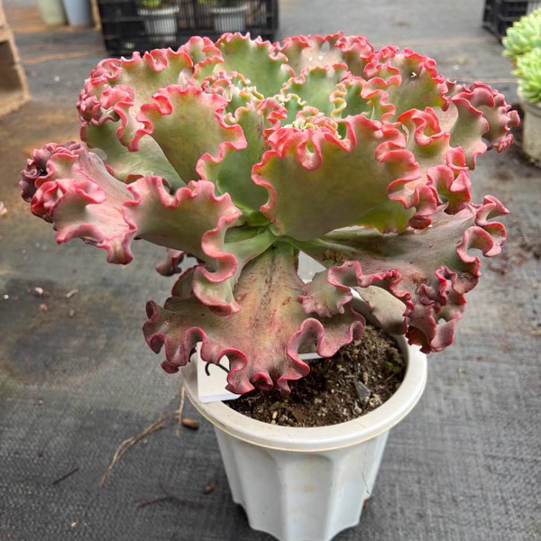 女王花笠一物一拍老桩精品大冠幅包菜系多肉植物盆栽花卉阳台庭院