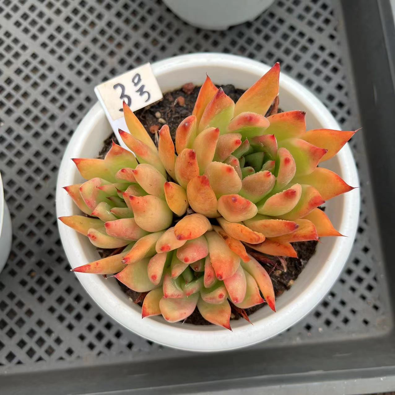 好养整桩懒人精控多肉植物海丽亚