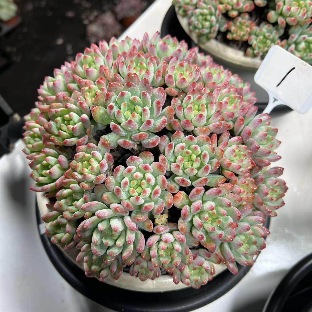 蓝苹果多肉一物一拍 蓝精灵18cm超多头大群整桩无砍老桩绿植基地
