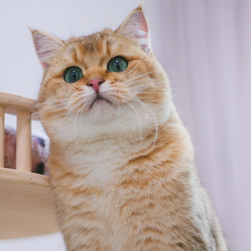 金渐层幼猫崽纯种英短蓝小奶猫咪活物幼体英国短毛宠物猫家庭猫舍