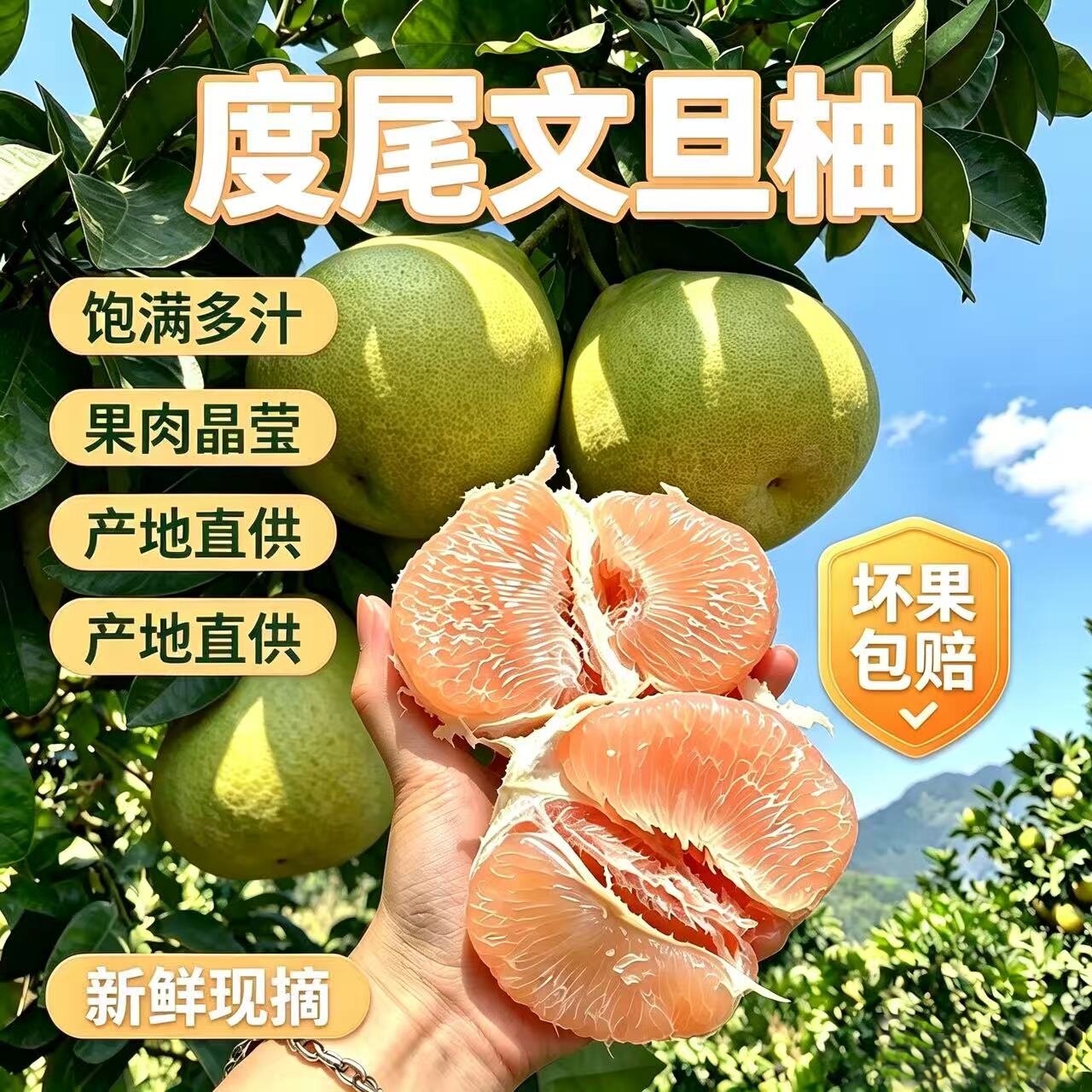 度尾文旦柚红心柚新鲜现摘