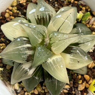 501红纹寿锦十二卷多肉植物带盆土发货