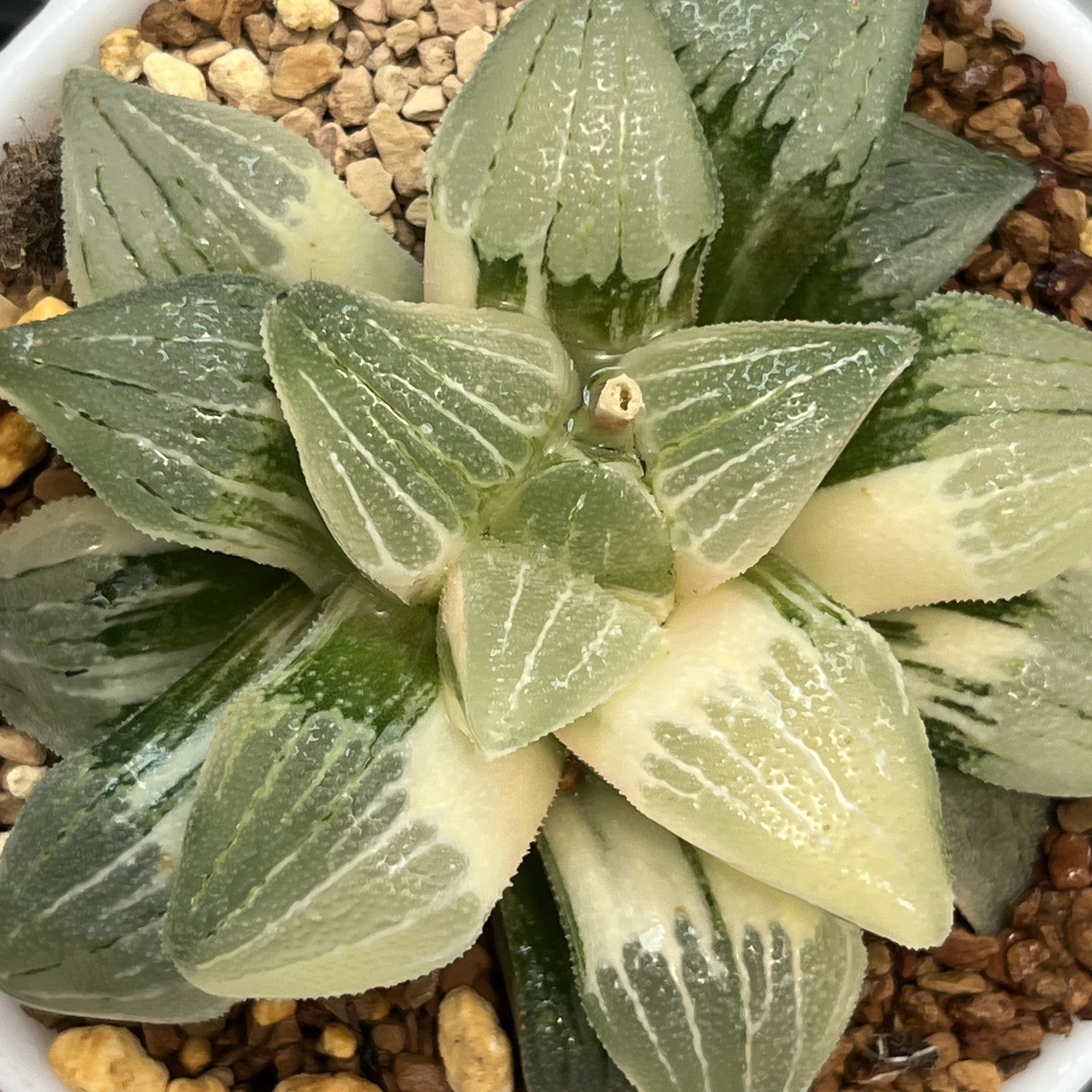 356磨面寿锦十二卷多肉植物带盆土发货