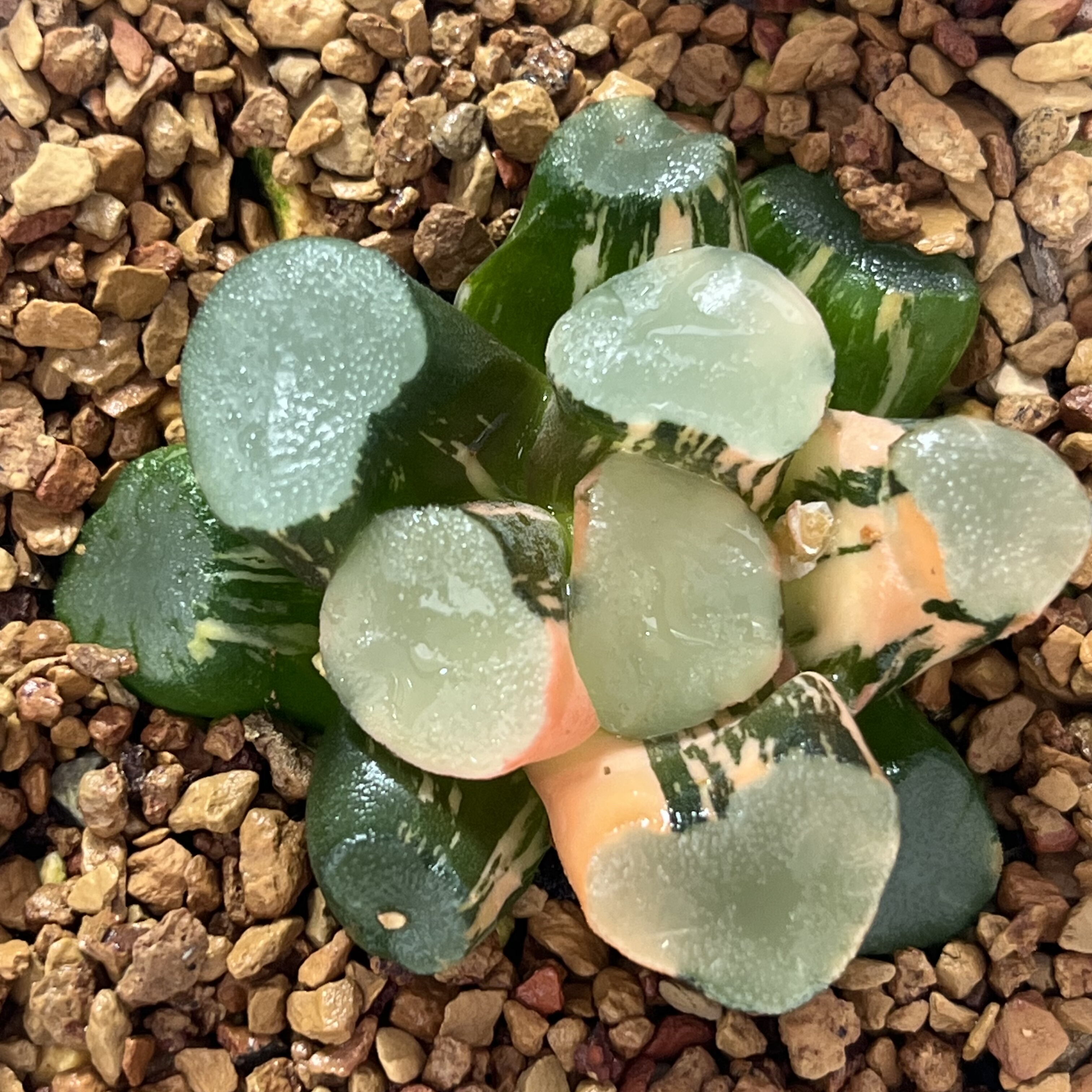172空门万象锦十二卷多肉植物带盆土发货