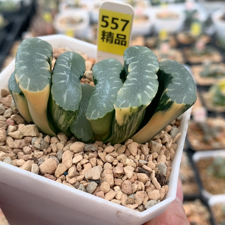 557玄武杂终极蓝