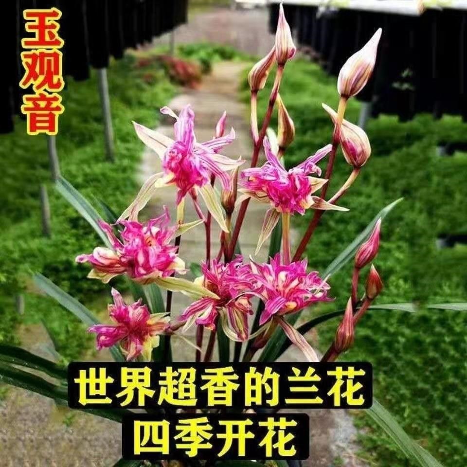 超香【大花苞兰花】室内花卉绿植当年开花浓香型兰花苗兰草花盆栽