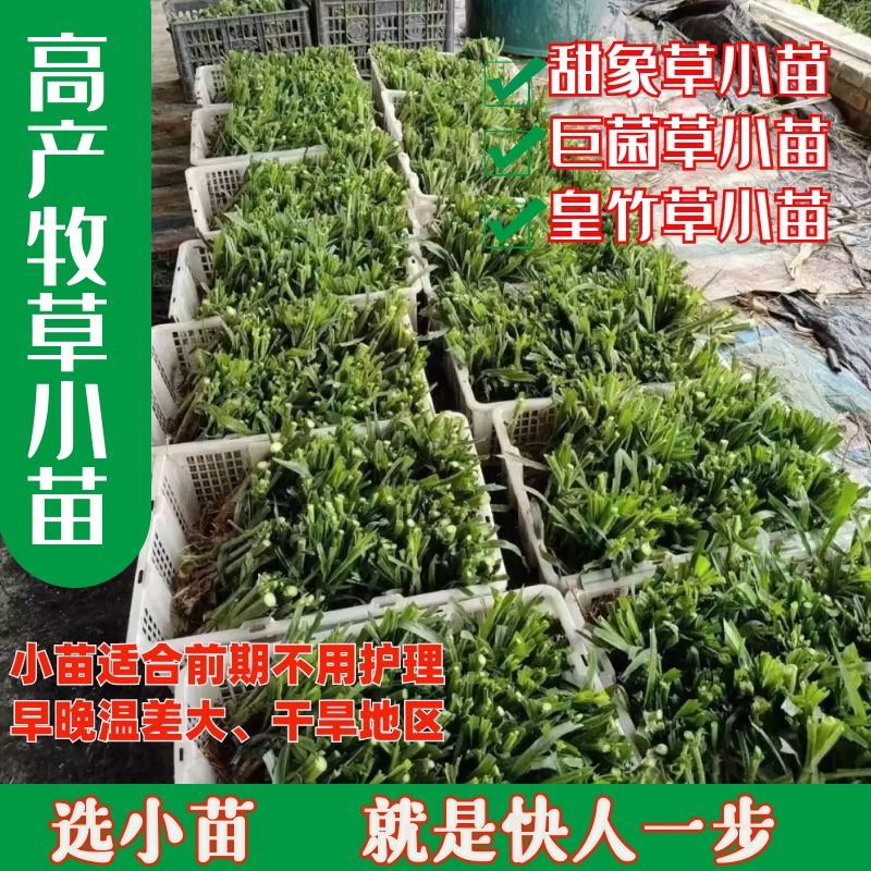 甜象草3号种苗高产多年生四季牧草皇竹草巨菌草幼苗小苗喂牛羊鱼