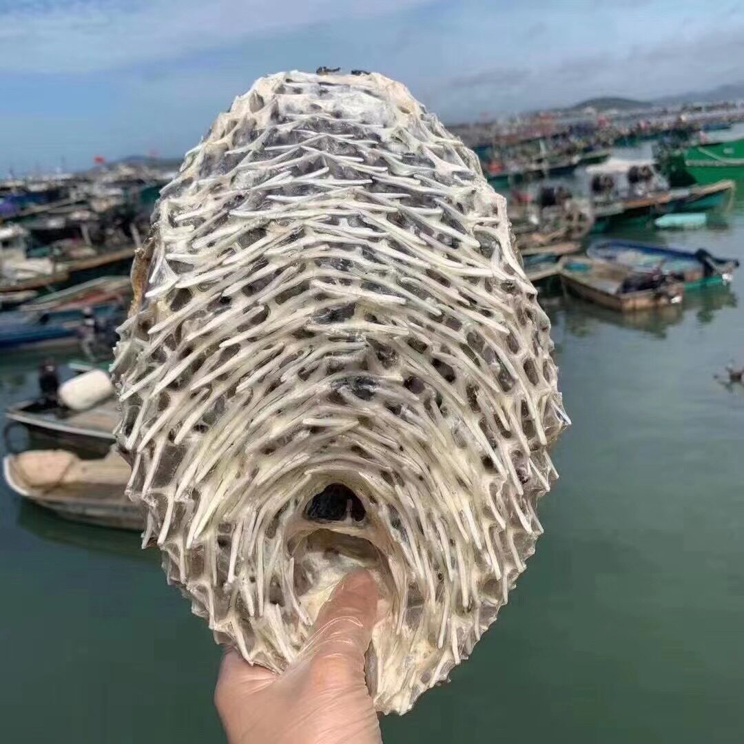 奕承特大号海刺猬刺龟皮刺豚皮 刺龟鱼皮海胆皮海产干货煲汤500克