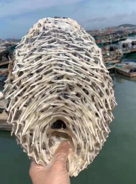 奕承特大号海刺猬刺龟皮刺豚皮 刺龟鱼皮海胆皮海产干货煲汤500克