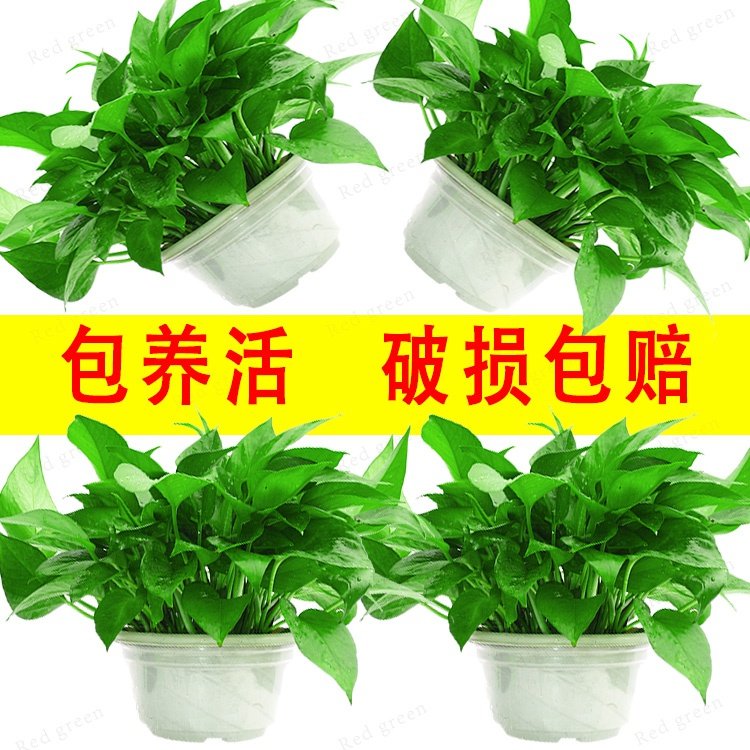 绿萝盆栽室内吸甲醛桌面发财树绿a植物水培吊兰禄萝客厅水养大绿