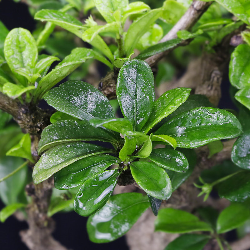 小叶福建茶小树桩盆景室内桌面绿植花卉盆栽防辐s射办公室植物送