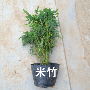 盆景竹子米竹盆栽凤尾竹r观赏小型竹子绿植花卉琴丝竹绿Z植庭院观