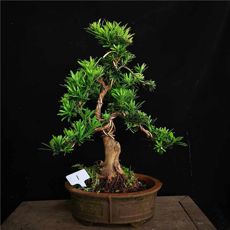 罗汉松实物销售非常容易配观叶v植bc物盆栽绿植盆景v办公室图小品