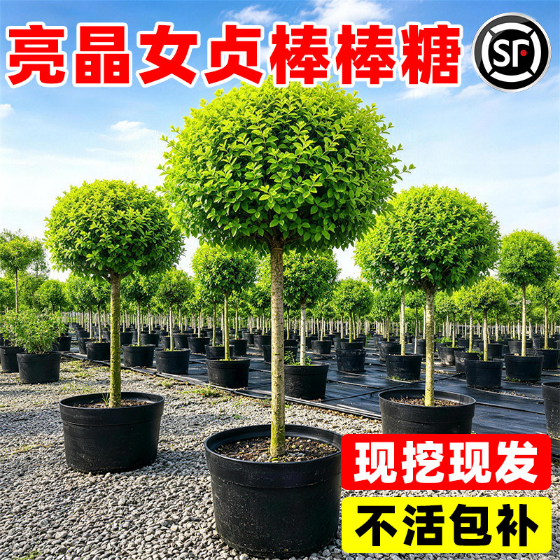 亮晶女贞棒棒糖球树苗庭院别墅风景树小叶女贞耐热耐寒造型树绿植