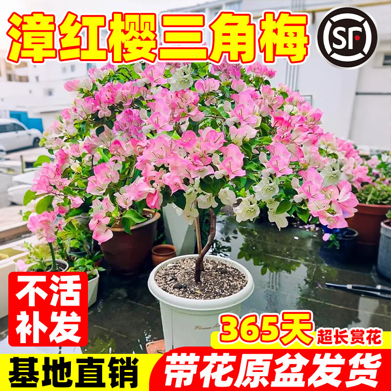 三角梅盆栽老桩带花重瓣漳红樱四季绿樱爬藤植物阳台庭院好养树苗