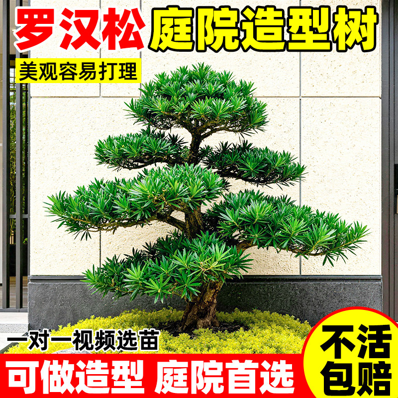 罗汉松庭院造型树别墅盆景迎客松正宗老桩室外落地盆栽名贵绿化树