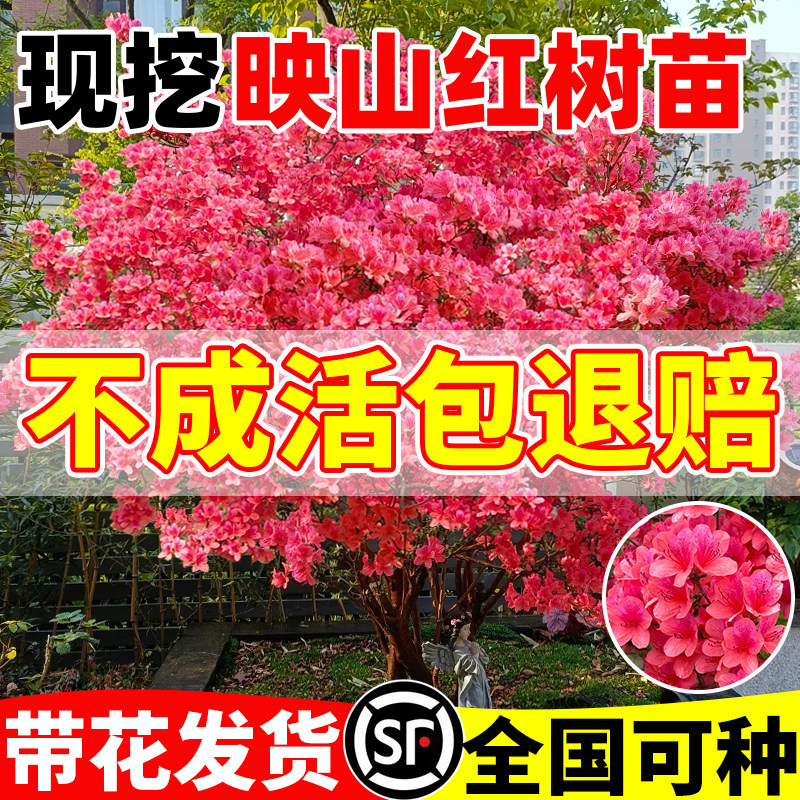 映山红树苗庭院种植室外庭院四季毛杜鹃盆栽耐寒南北方工程绿化苗