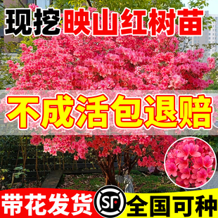 映山红树苗庭院种植室外庭院四季毛杜鹃盆栽耐寒南北方工程绿化苗