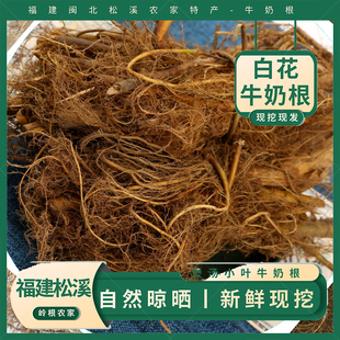 福建小叶牛奶根新鲜现挖南平野生牛奶根多规格可选松溪白花牛奶根
