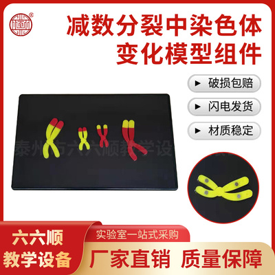 33305 减数分裂中染色体变化模型组件  生物教学仪器  厂家出售
