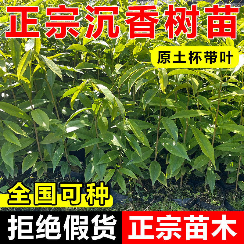正宗海南沉香树苗盆栽嫁接奇楠白木香树苗砧木苗庭院绿化四季常青,鲜花速递/花卉仿真/绿植园艺,行道树/乔木,淘宝优惠券,粉丝福利购,淘宝优惠卷