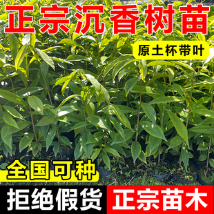 正宗海南沉香树苗盆栽嫁接奇楠白木香树苗砧木苗庭院绿化四季常青