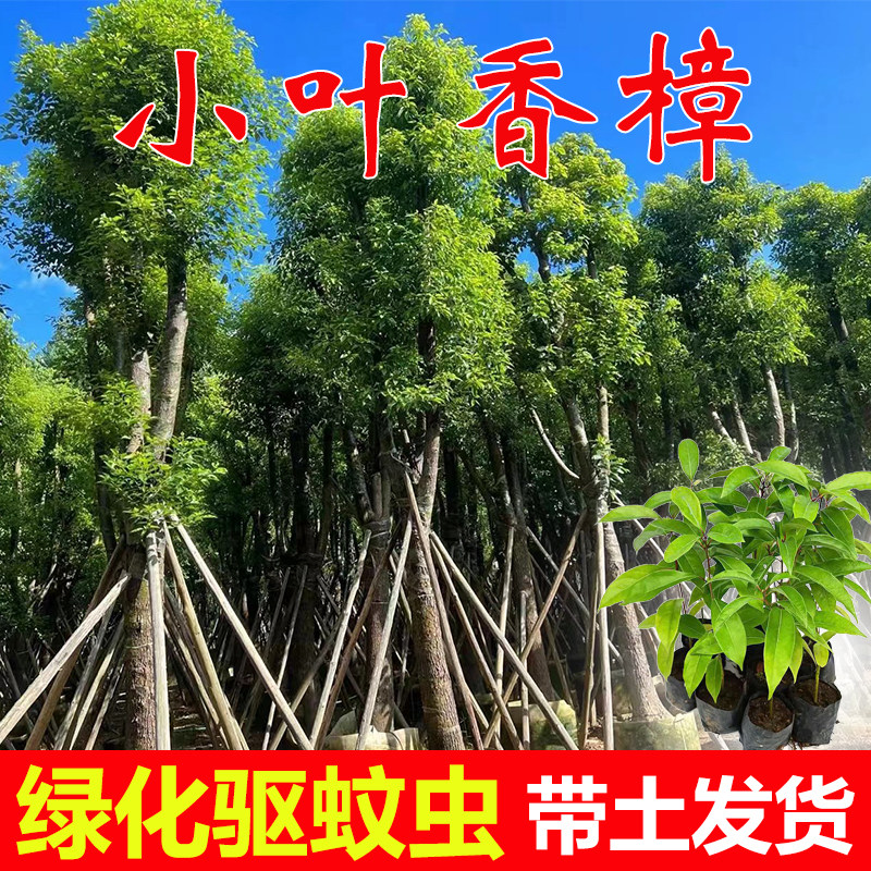 小叶香樟树苗驱蚊虫绿化树香樟大树盆栽地载四季常绿庭院别墅植物