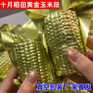 十月稻田黄金玉米段黄糯白玉米真空包装东北特产苞米箱装黏软香甜