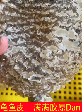 渔民自晒刺龟皮已拔刺刺龟鱼皮刺豚皮无刺花胶海味干货火锅料煲汤