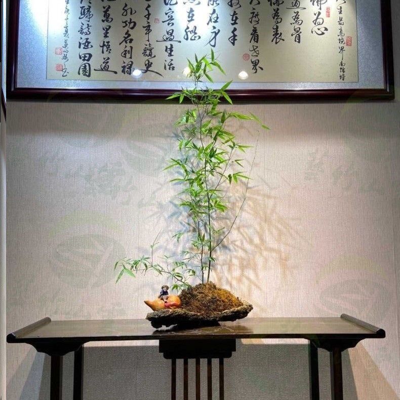 小叶簕竹老桩勒竹勒竹盆景时来运转富贵竹宿舍桌面绿植好养桌面植