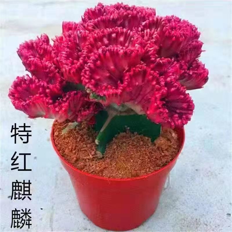 玉麒麟盆栽植物一宅一花镇宅