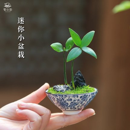 迷你绿植盆栽室内客厅办公室桌面好养活四季常青植物花卉净化空气