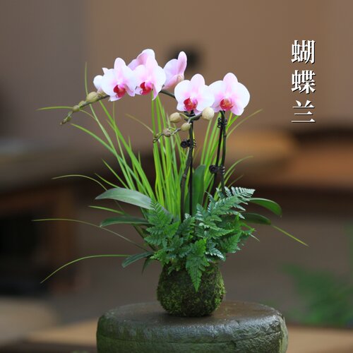 水培花苔藓球蝴蝶兰水培植物